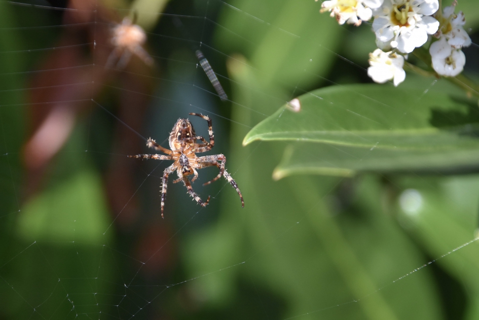 Web maken - Geleedpotigen - 