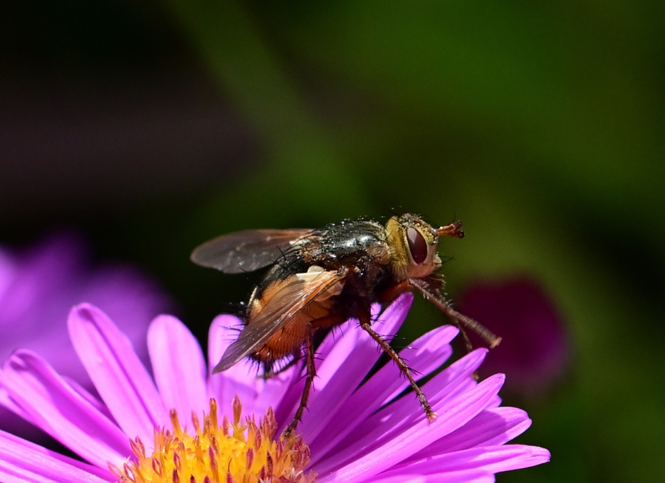 Woeste sluipvlieg - Geleedpotigen - Woeste sluipvlieg