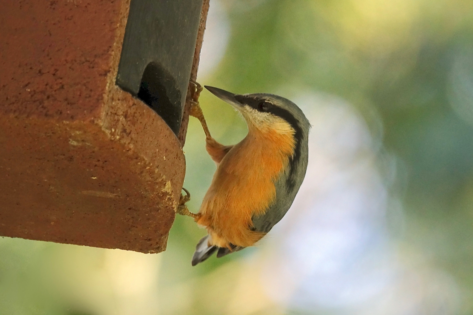 Woningzoekende - Vogels - Boomklever