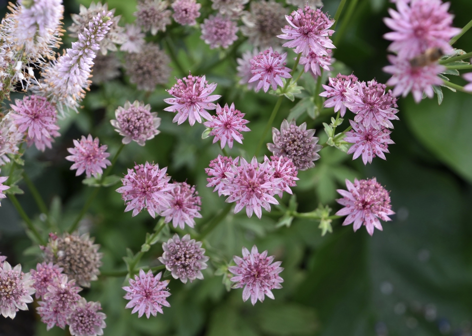 Zeeuws knoopje - Planten - 