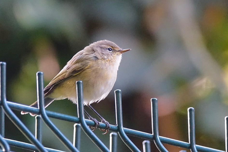 Zingende doortrekker in de tuin - Vogels - Tjiftjaf