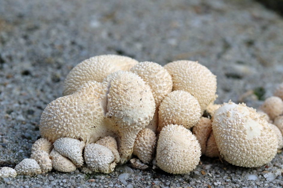Zoek het kuikentje - Schimmels - Parelstuifzwammen