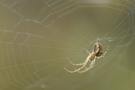 zomerwielwebspin