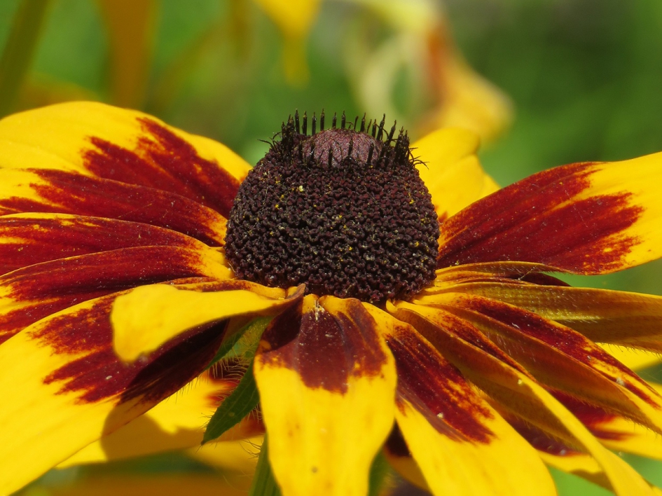 Zonnehoed - Planten - Zonnehoed