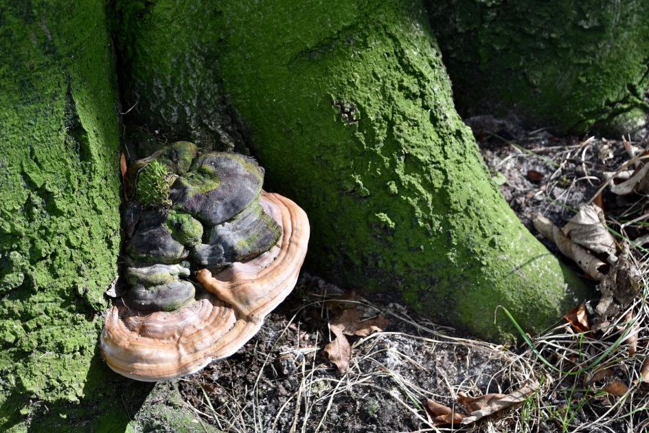 Zwam - Schimmels - 