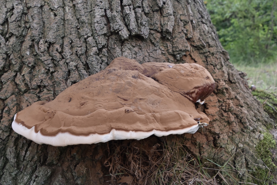 Zwam - Schimmels - 