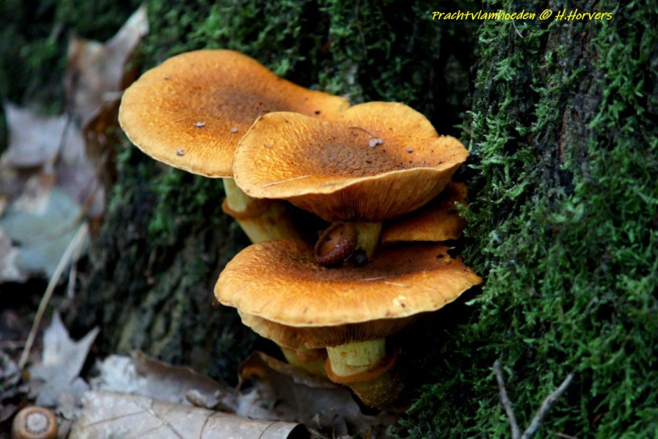 Zwammen - Schimmels - Zwammen, Prachtvlamhoeden