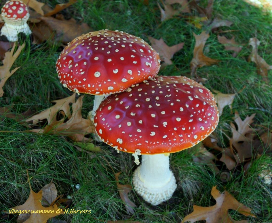 2 beauty s - Schimmels - Vliegenzwammen