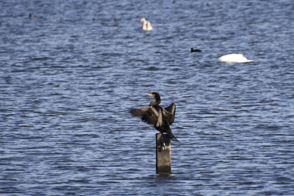 Aalscholver - Vogels - 