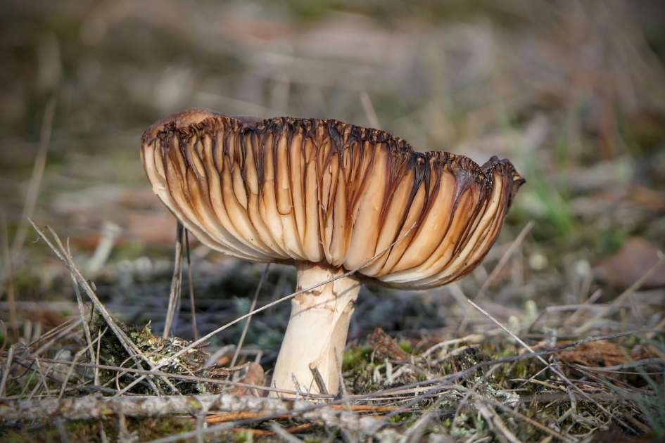 Accordeon - Schimmels - Paddenstoel