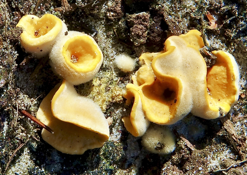 Als Anemonen in zee - Schimmels - Gele Korstzwam