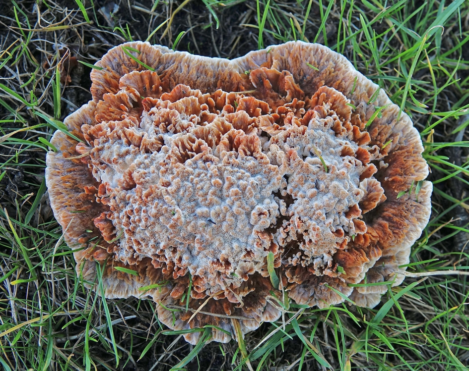 Als een Pizza in het gras 2 - Schimmels - Zwam