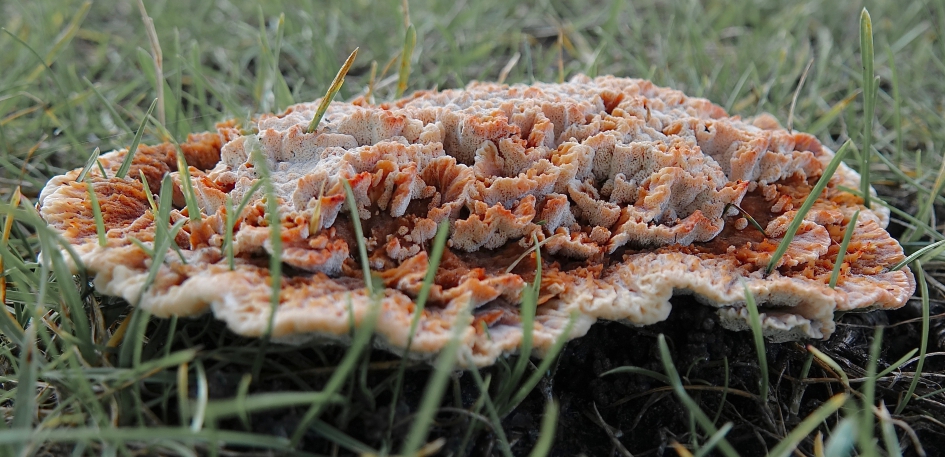 Als een Pizza in het gras - Schimmels - Zwam