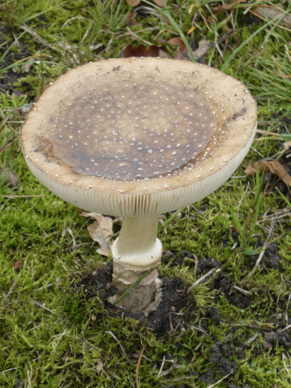 Ameniet - Schimmels - 