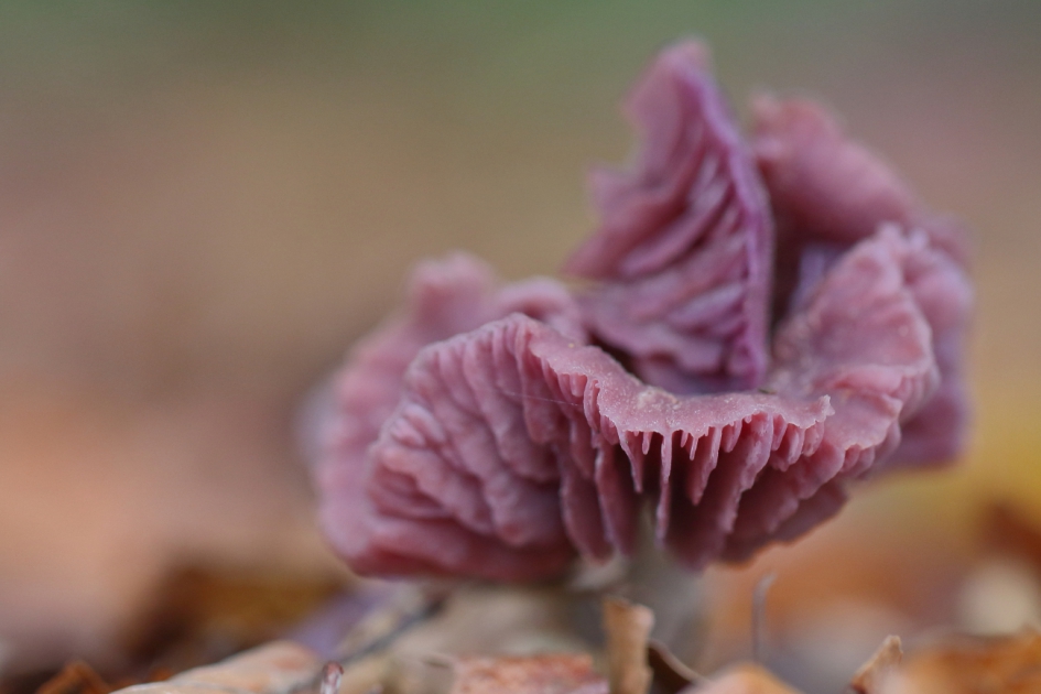 amethistzwam - Schimmels - amethistzwam