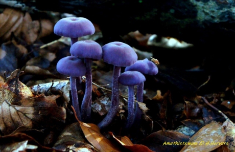 Amethistzwammen