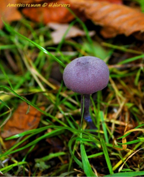 Amethistzwam/Rode koolzwam