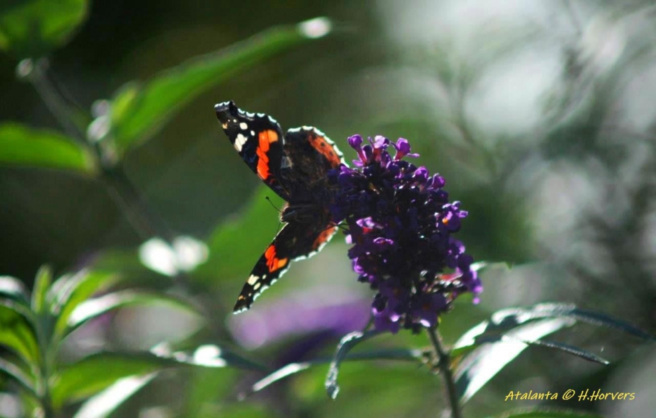 Atalanta - Geleedpotigen - Atalanta