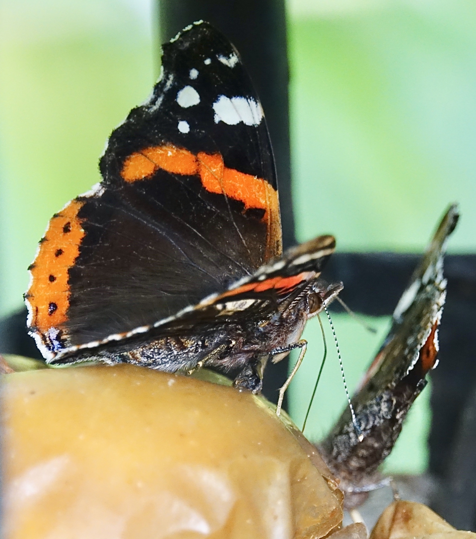 Atalanta's tanken energie voor de winter - Geleedpotigen - Atalanta