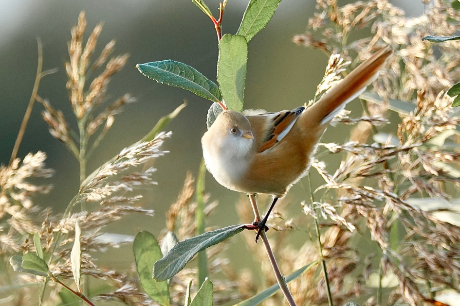 Beauty in het riet 2 - Vogels - Baardmannetje