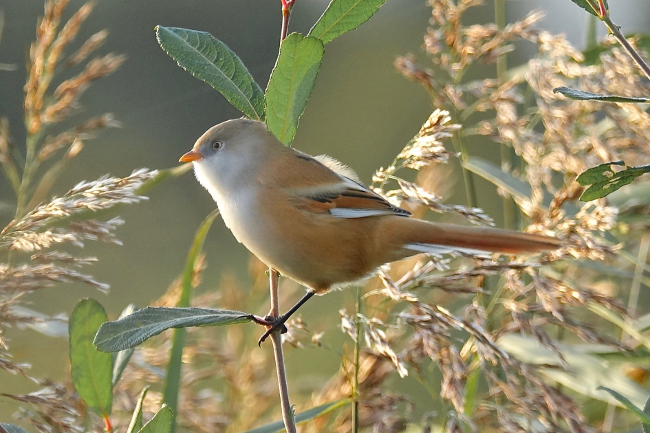 Beauty in het riet - Vogels - Baardmannetje