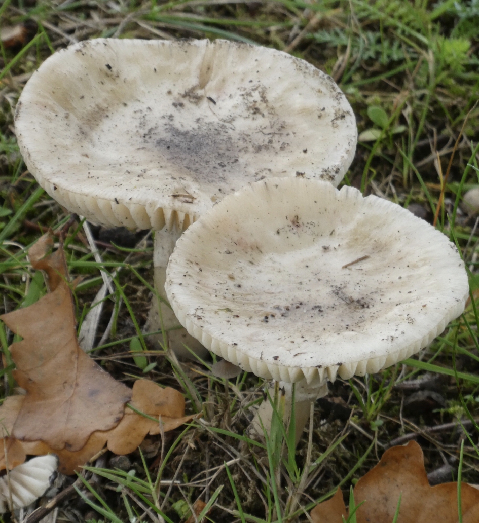 Beetje bleek - Schimmels - 