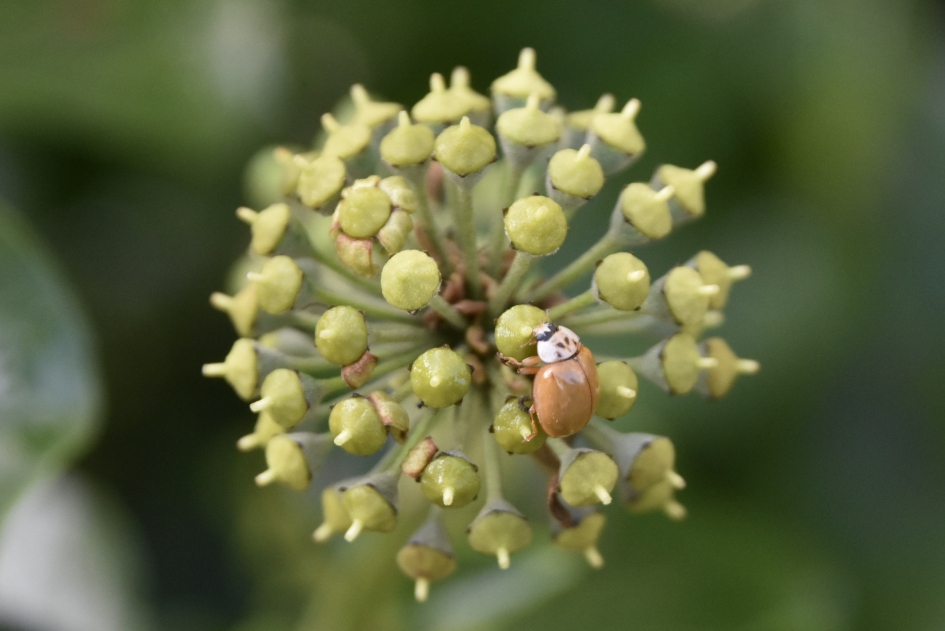 Beige LHb’tje - Geleedpotigen - 