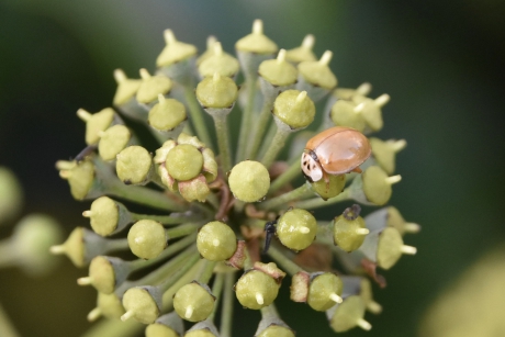 Beige lieveheersbeestje