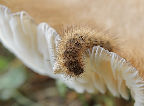 Best hoog zo'n paddestoel