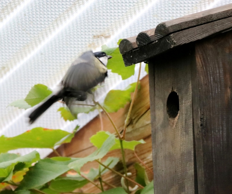 Biddende koolmees voor zijn winterverblijf - Vogels - 