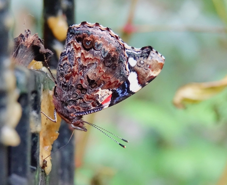 Bijtanken voor de winter