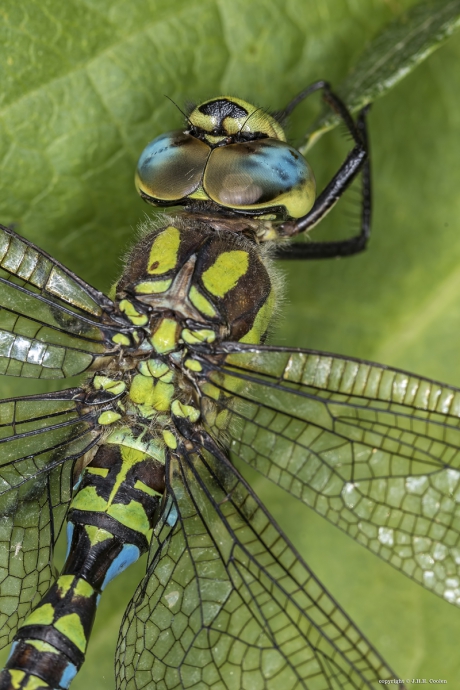 Blauwe glazenmaker (man)