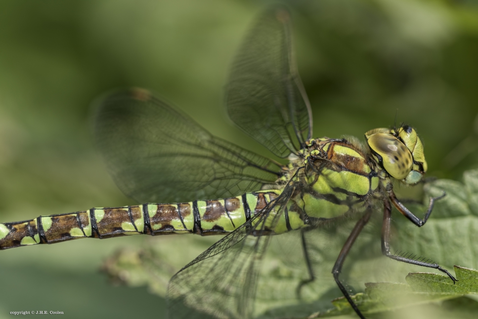 Blauwe glazenmaker (vr.) - Geleedpotigen - Blauwe glazenmaker
