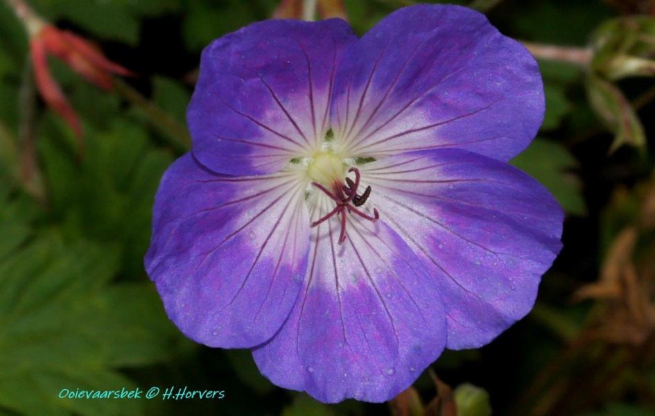 Bloem Ooievaarsbek - Planten - Ooievaarsbek