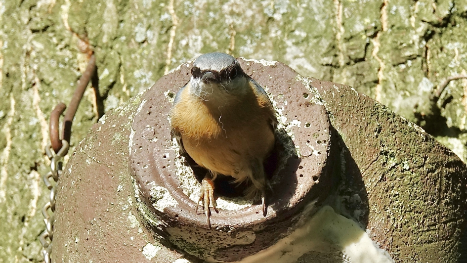 Boomklever - Vogels - Boomklever