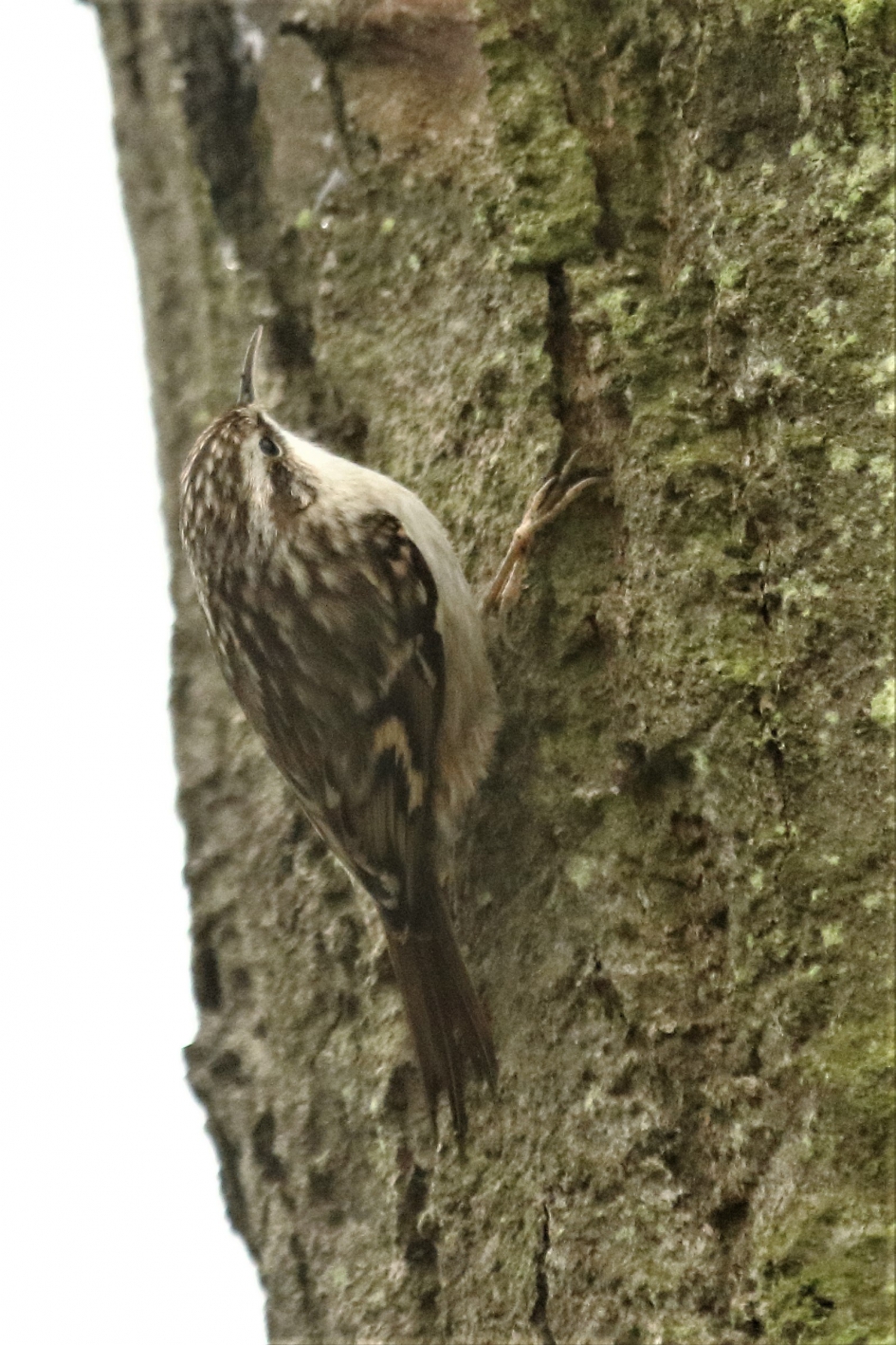boomkruiper - Vogels - boomkruiper