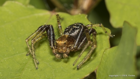 Boskrabspin (Xysticus lanio)