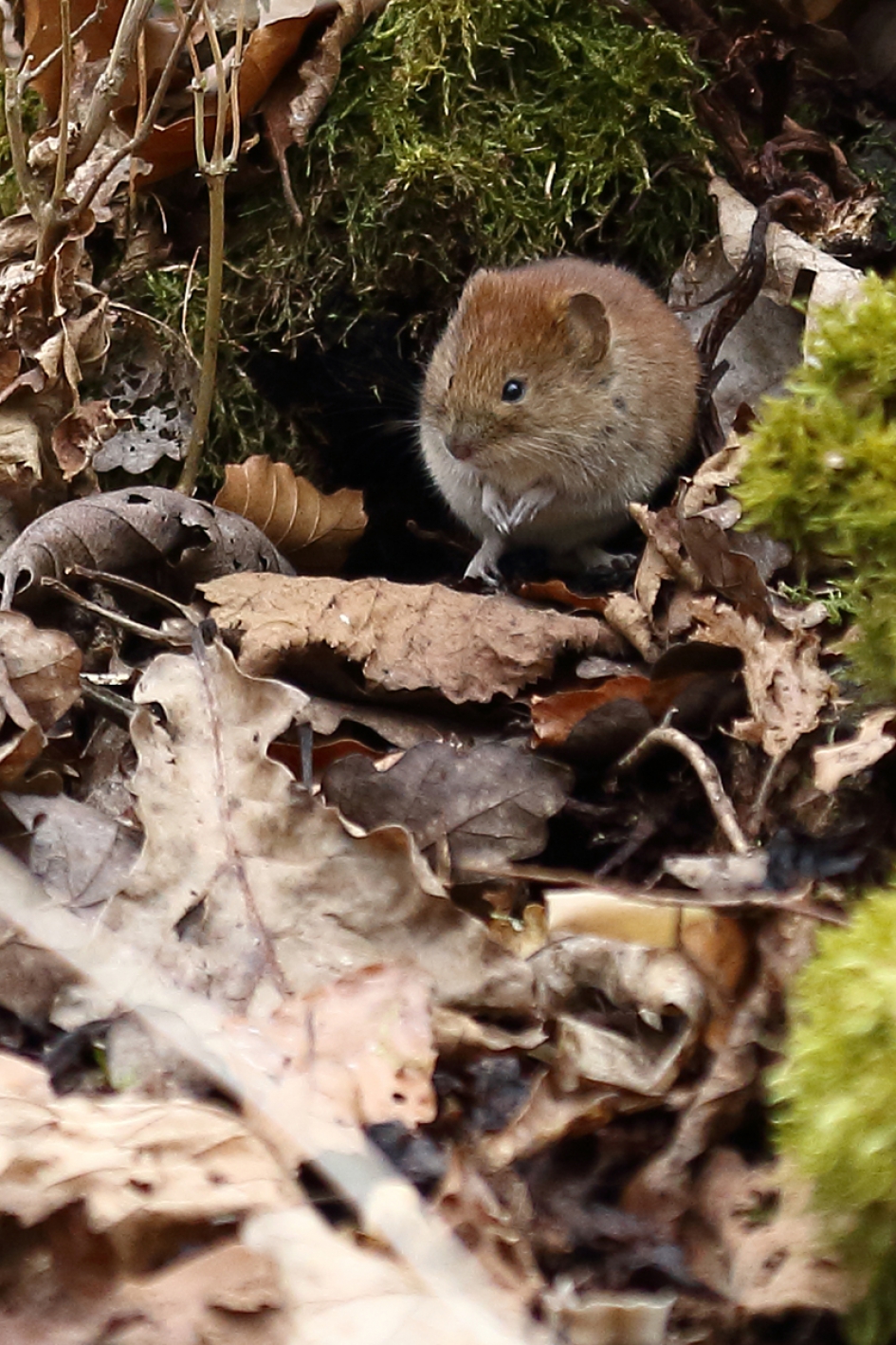 bosmuis - Zoogdieren - bosmuis