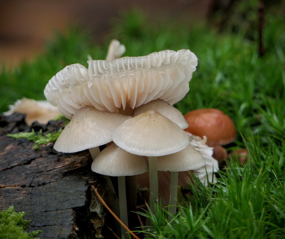 Bospaddenstoelenpakket. - Schimmels - Paddenstoelen