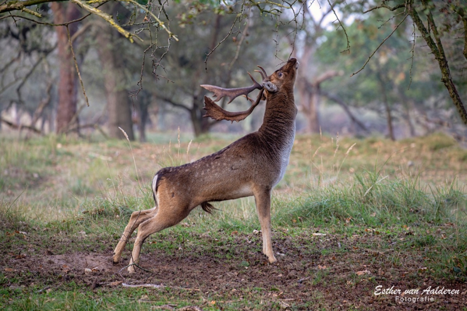 Bronstijd - Zoogdieren - Damhert