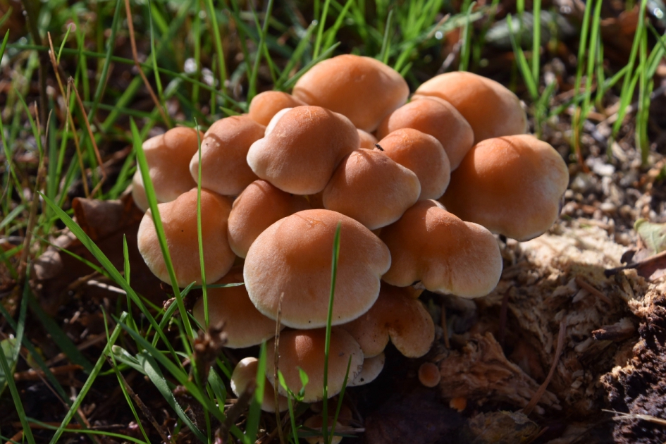 Broodjes - Schimmels - 