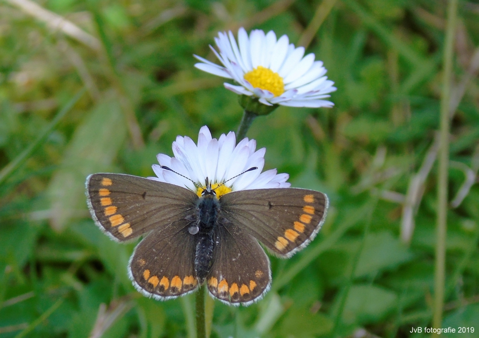 Bruin Blauwtje - Geleedpotigen - Bruin Blauwtje