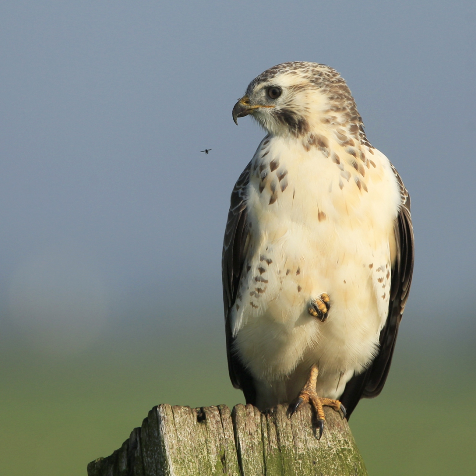 Buizerd ziet ze vliegen ... - Vogels - Buizerd