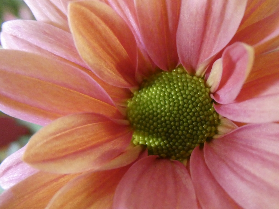 Chrysant - Planten - 