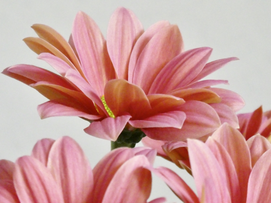 Chrysanten - Planten - 