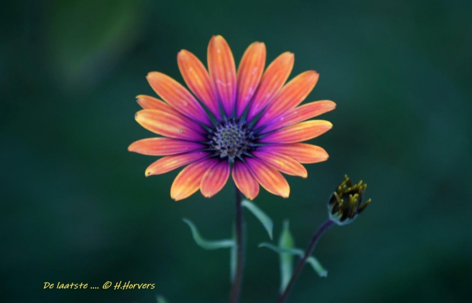 de laatste ... - Planten - bloem