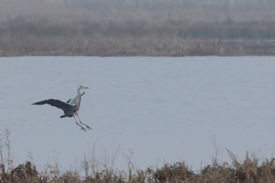 de landing - Vogels - blauwe reiger