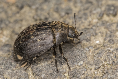 De pilkever (Byrrhus pilula)