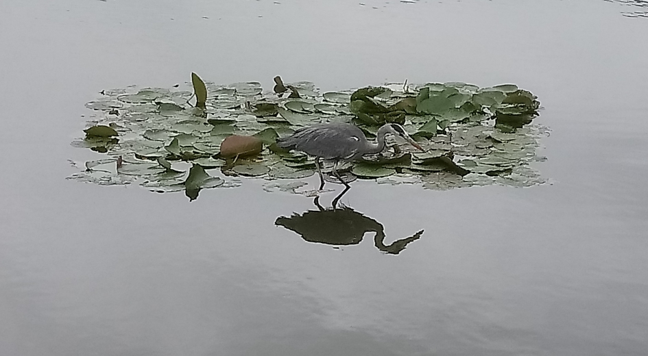 de waterlelies van Monet - Vogels - Blauwe reiger