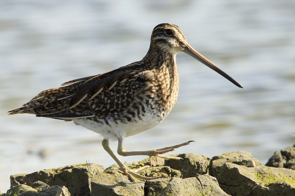 De Watersnip - Vogels - Watersnip